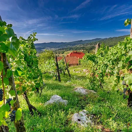 Vineyard Stepan - Happy Črnomelj